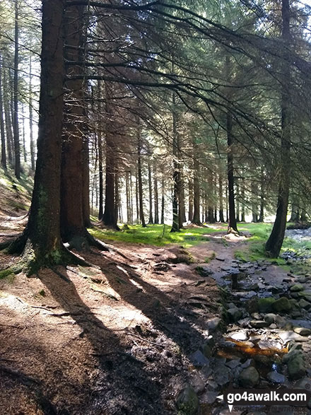 Walk d135 Kinder Downfall from Birchin Clough - Birchin Clough woods