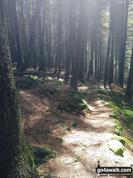 Walk d135 Kinder Downfall from Birchin Clough - Woodland near Birchin Clough