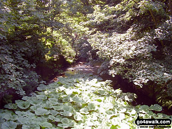 Walk d262 South Head and Mount Famine from Hayfield - The River Sett under a blanket of Water Lilies beside The Sett Valley Trail near Hayfield