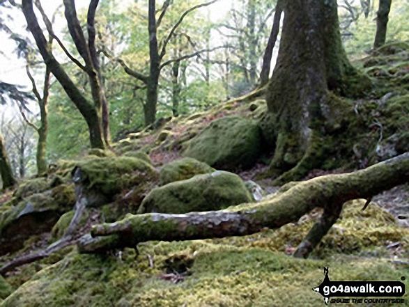 Minffordd Path to Cadair Idris 