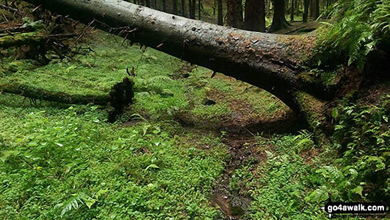 Walk d271 Winhill Pike (Win Hill) from Yorkshire Bridge - A fallen tree with babbling stream in Parkin Clough