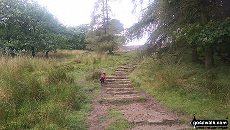 Ascending Winhill Pike (Win Hill) from Yorkshire Bridge