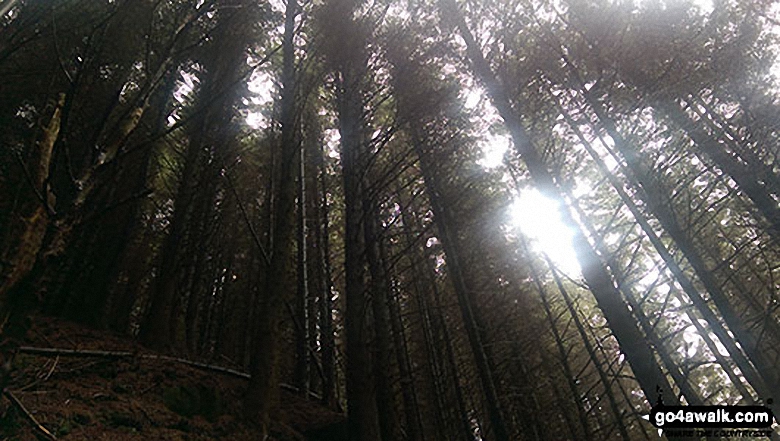 Walk d144 Winhill Pike (Win Hill) and Hope Cross from Yorkshire Bridge - The Pines reaching to the Sky in Winhill Plantation