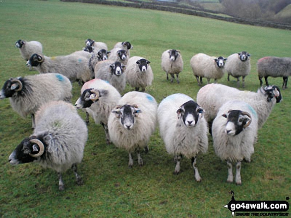 Walk ny108 Dodd Fell Hill and Drumaldrace (Wether Fell) from Hawes - Inquistitive sheep on The Pennine Way in Selddale south of Gayle