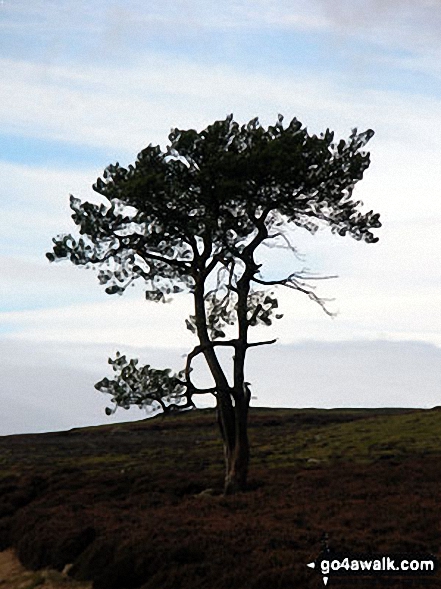 Walk ny174 Fremington Edge, Langthwaite and Arkengarthdale from Reeth - A lone tree on Fremington Edge