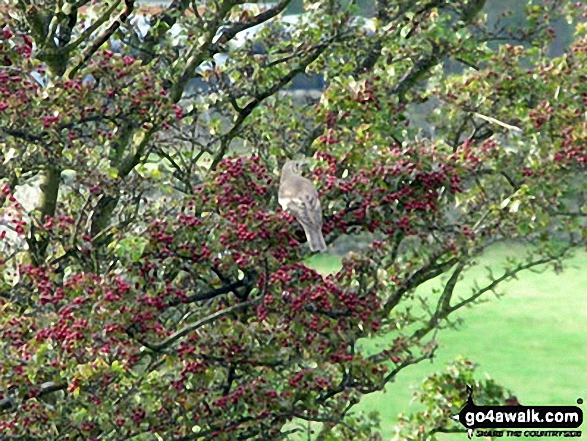 Walk ny221 Fremington Edge and Arkengarthdale from Reeth - A bird in a tree on Fremington Edge