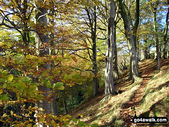 Woodland above Mill Gill near Askrigg 