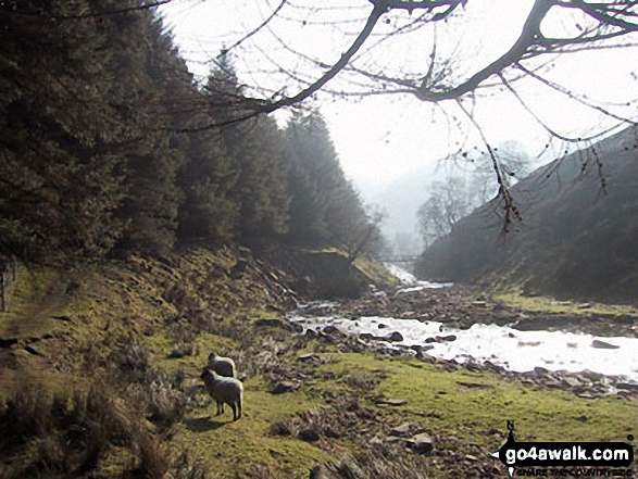 Walk d135 Kinder Downfall from Birchin Clough - The River Ashop in Lady Clough