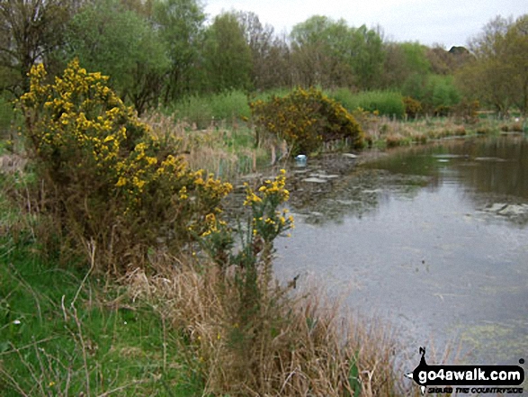 Walk ch123 Knolls Green and Lindow Moss from Lindow Common, Wilmslow - Broom in bloom on the banks of Black Lake, Lindow Common