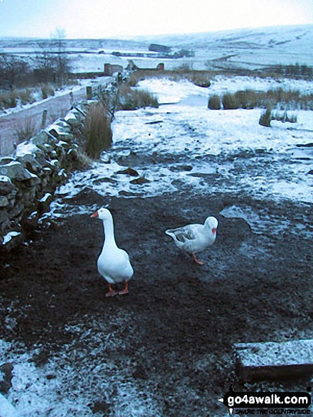 Geese near Aisgill Moor Cottages, Mallerstang Common 