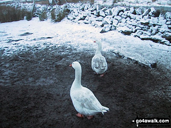 Geese near Aisgill Moor Cottages, Mallerstang Common 