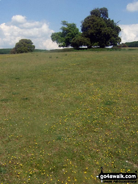 Walk ws127 Arundel Park, South Stoke and The River Arun from Arundel - Wild flowers in Arundel Park