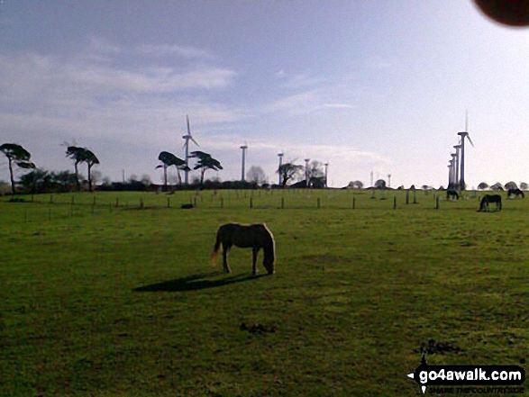 Walk nf145 Horsey from Winterton-on-Sea - East Somerton with the windfarm in the background