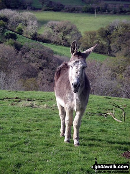 Walk co175 Gimblett's Mill from Laneast - Friendly observer at Trenarrett