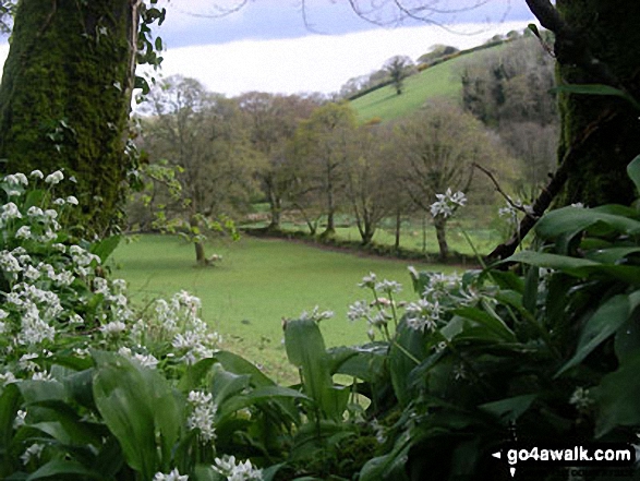 Walk co175 Gimblett's Mill from Laneast - Roadside view near Laneast