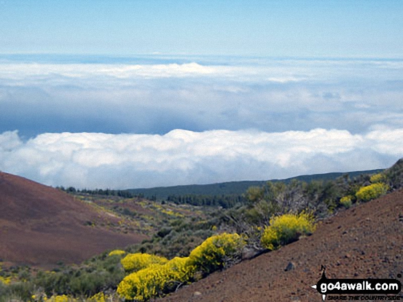 Photos from Mount Tiede National Park in Tenerife 