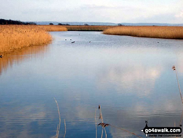 Ducks on the Newport Wetlands Reserve, Uskmouth, Newport 