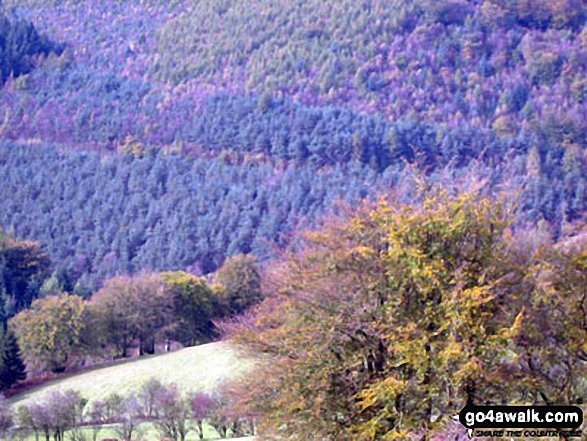 Views on the Cwmcarn Forest Drive 