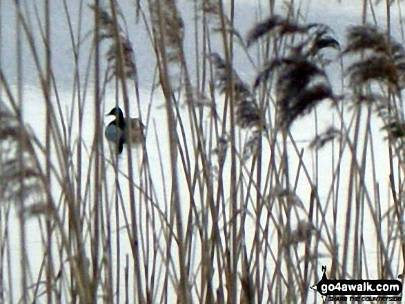 Views from Newport Wetlands Reserve, Uskmouth, Newport 