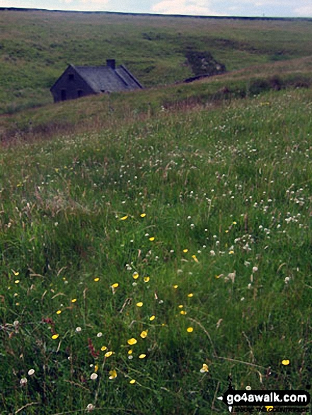 Walk d223 Durham Edge, Great Hucklow and Little Hucklow from Bradwell - Spring Flowers on Abney Moor above Great Hucklow