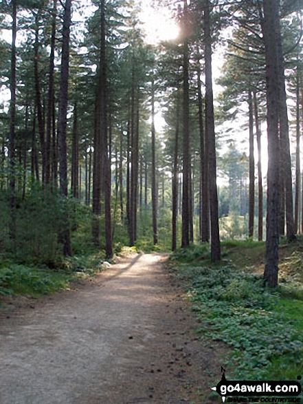 Walk me109 Ainsdale Nature Reserve and Coast from Ainsdale-on-Sea - Woodland in Ainsdale Nature Reserve