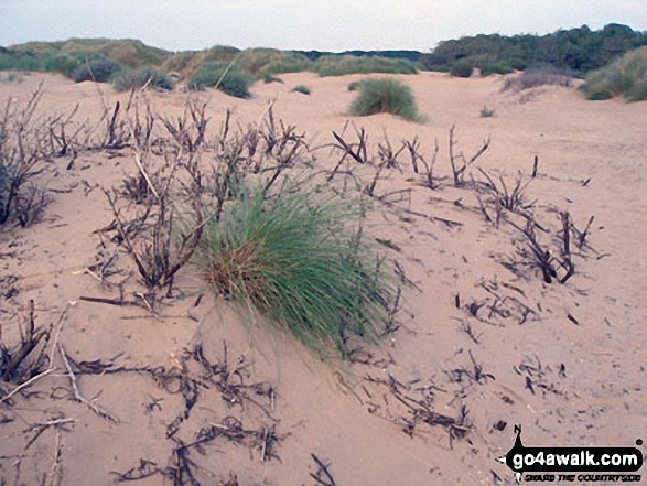 Walk me109 Ainsdale Nature Reserve and Coast from Ainsdale-on-Sea - Sand Dunes on Ainsdale Sands