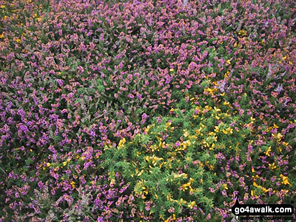 Walk pe119 Pen Dal-aderyn from Porthstinian - Heather in bloom on The Pembrokeshire Coast Path