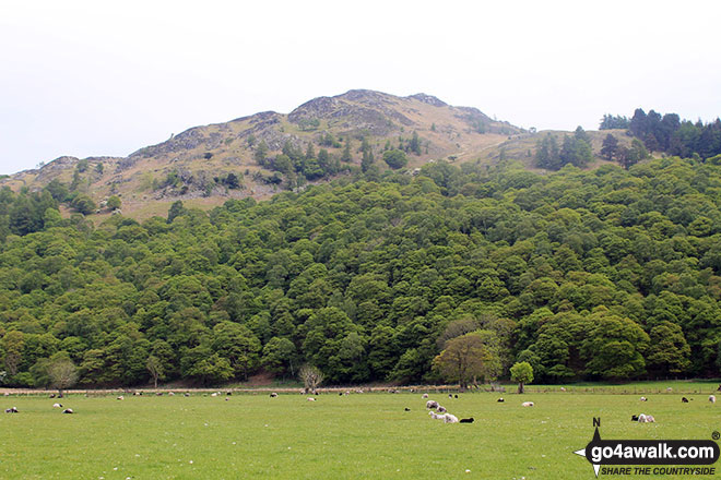 Walk c135 Castle Crag and Rosthwaite from Seatoller (Borrowdale) - Grange Fell (Brund Fell) from near Rosthwaite, Borrowdale