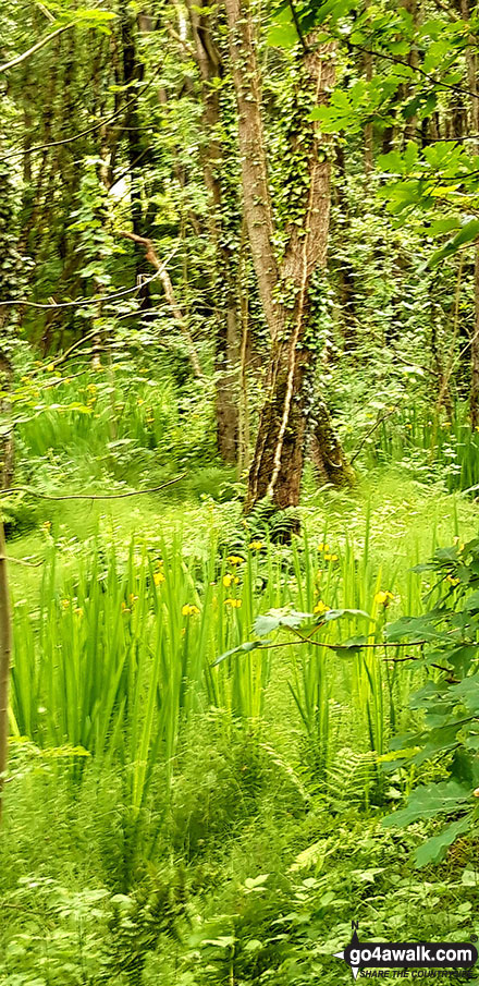 Iris in woods behind Petty Pool 