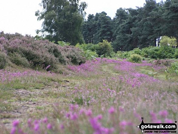 Blaxhall Heath, Tunstall Forest 