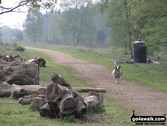 The Hereward Way/St Edmund Way (through Thetford Forest - Santon Downham) 