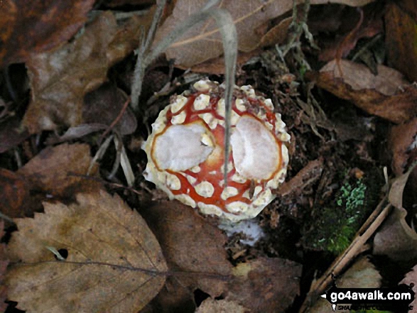 Fly Agaric Fungi found in Tunstall Forest 