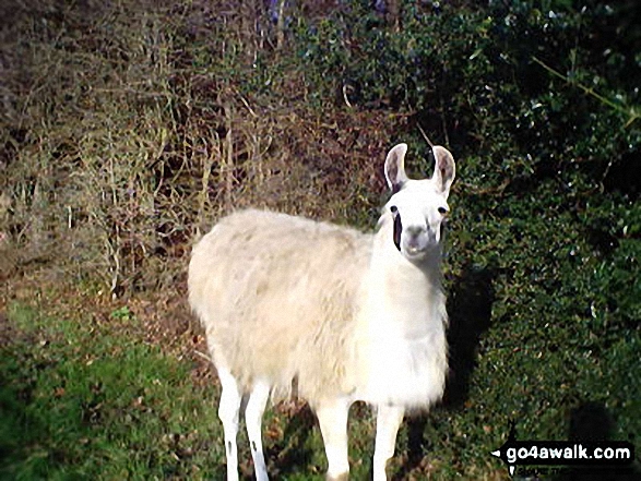 Walk bu158 Wendover Dean, Dunsmore and Little Hampden from The Lee - Something A(Llama)ing