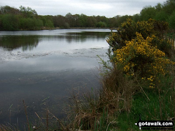 Walk ch123 Knolls Green and Lindow Moss from Lindow Common, Wilmslow - Black Lake in the middle of Lindow Common