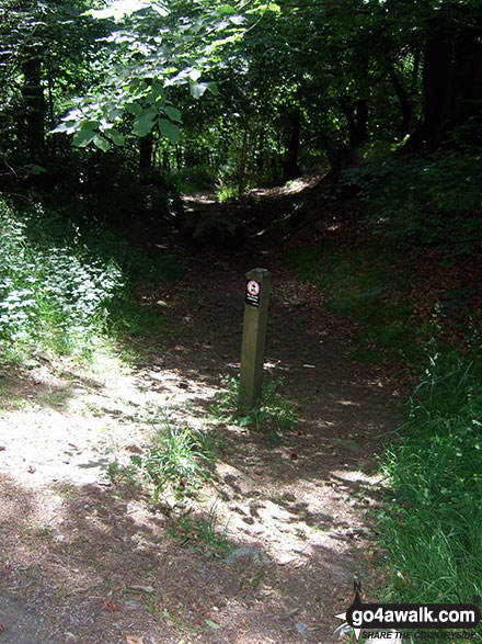 Walk d155 Great Hucklow, Tideswell Moor and Bradwell Moor from Bradwell - Woodland near Great Hucklow