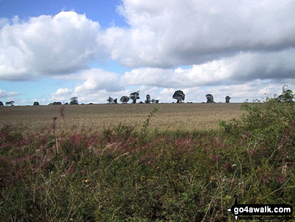 Fields near Coston 