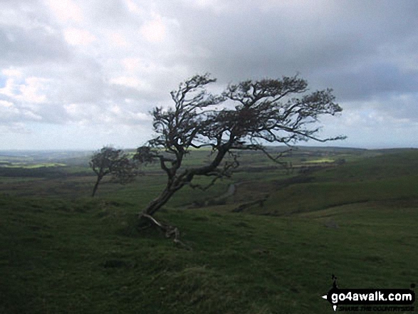 Windblown tree in Whittas Park, North of Binsey 