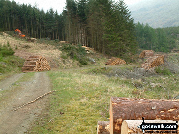 Walk c145 Harter Fell (Eskdale) from Birks Bridge - Forestry Works on Harter Fell (Eskdale)