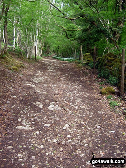 The West Mendip Way through Long Wood Nature Reserve 