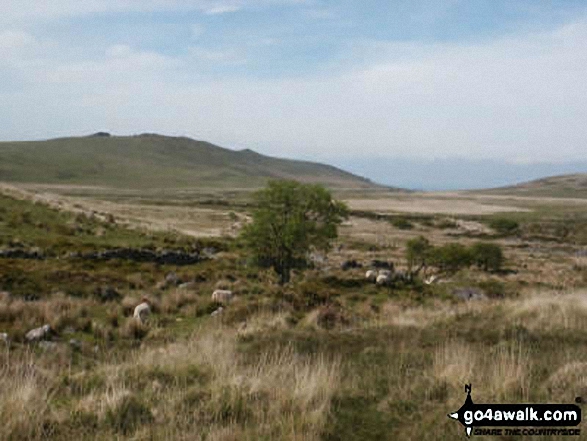 Walk de117 Steeperton Tor from Belstone - Higher Tor and Belstone Tor from Steeperton Tor