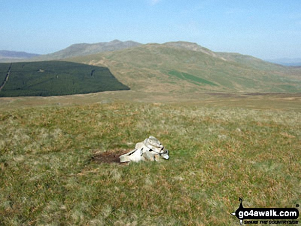 Foel Boeth (Arenigs) summit with Moel Llyfnant in the background