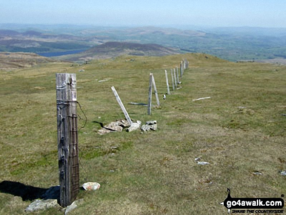 Walk gw133 Arenig Fawr (Moel Yr Eglwys), Moel Llyfnant and Gallt yDaren via the NW Ridge  from Pont Rhyd-y-Fen - Old fence posts on Arenig Fawr (Moel Yr Eglwys)