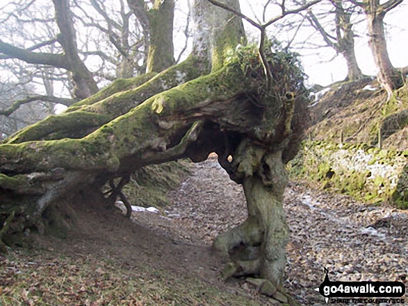 Walk c326 High Moss from Dent - Unusual tree on the track beside Flinter Gill near Dent