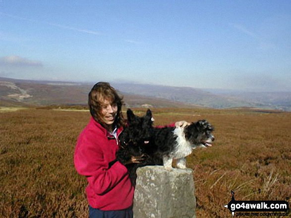 Walk ny157 High Harker Hill and Greets Hill from Reeth - Sean, Rosie and Bess in Swaledale near Reeth