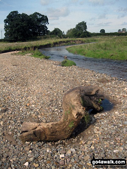 Walk ch106 New Mills from Hale - Driftwood by The River Bollin