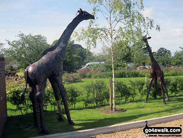 Walk ch140 Mottram Hall from Mottram St Andrew - 'Giraffes' outside the entrance to Willot Nurseries