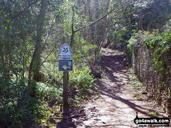 Walk c359 Arnside Knott from Arnside (Morecambe Bay) - Path through Red Hills Wood, Arnside Knott