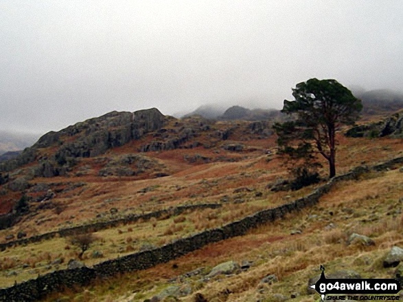 Walk c179 The Seathwaite Round from Seathwaite, Duddon Valley - Lone Tree near Long Houses, Seathwaite, Duddon Valley