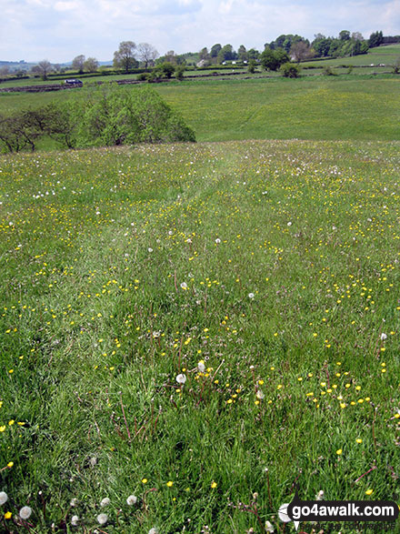 Walk s134 The Manifold Way, Wettonmill, Sugarloaf and Ecton Hill from Hulme End - Lovely summer meadows near Hulme End