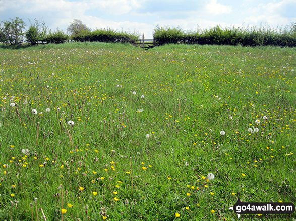 Walk s134 The Manifold Way, Wettonmill, Sugarloaf and Ecton Hill from Hulme End - Lovely summer meadows near Hulme End